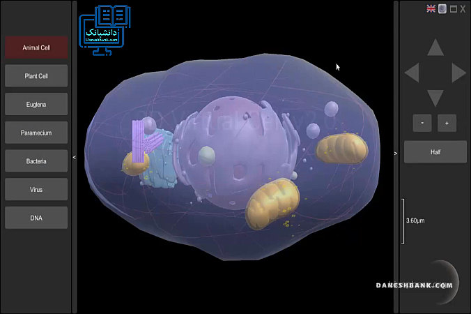 ساختار سلول های یوکاریوت ،پروکاریوت،ویروس و دی ان آ 