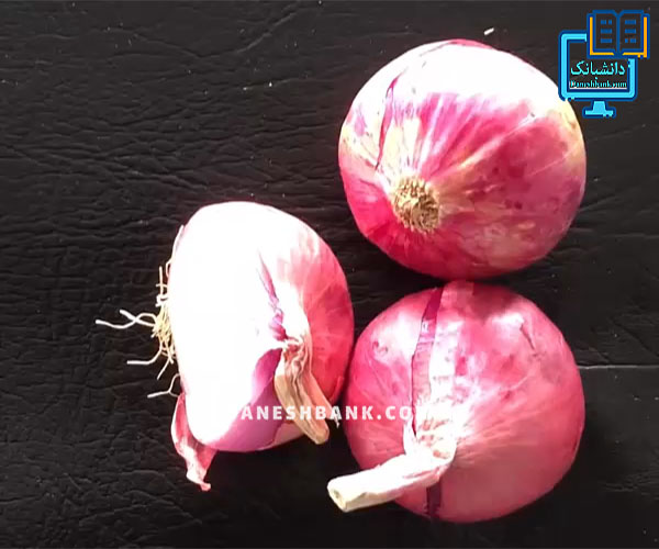 مشاهده میکروسکوپی بشره پیاز